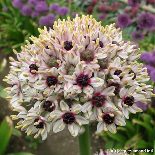 Buy Allium balsaticum Silver Spring syn. 'Red Eye' Bulbs online UK