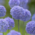 Buy Allium caeruleum (Blue Allium) Bulbs online UK
