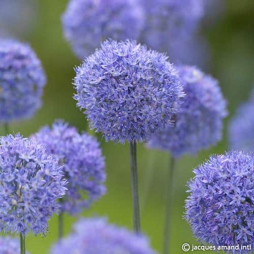 Buy Allium caeruleum (Blue Allium) Bulbs online UK