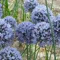 Buy Allium caesium (Light Blue Garlic) Bulbs online UK