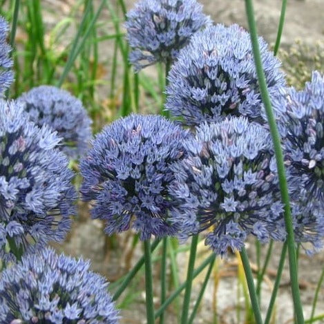 Buy Allium caesium (Light Blue Garlic) Bulbs online UK