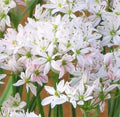 Buy Allium 'Cameleon' Bulbs online UK
