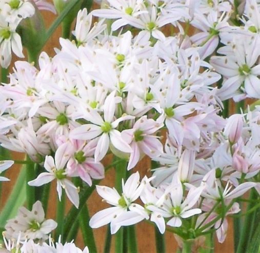 Buy Allium 'Cameleon' Bulbs online UK