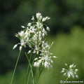 Buy Allium carinatum ssp. pulchellum f. album (White-flowered Keeled Garlic) Bulbs online UK