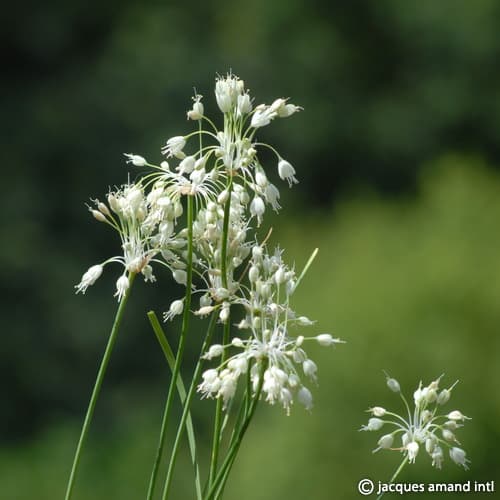 Buy Allium carinatum ssp. pulchellum f. album (White-flowered Keeled Garlic) Bulbs online UK