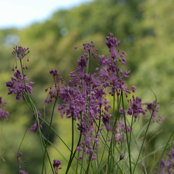 Buy Allium carinatum ssp. pulchellum (Keeled Garlic) Bulbs online UK