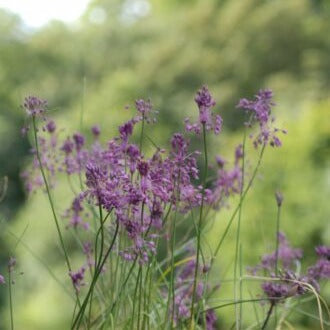 Buy Allium carinatum ssp. pulchellum (Keeled Garlic) Bulbs online UK