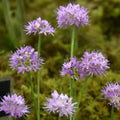 Buy Allium carolianum 'Rose Dream' Bulbs online UK