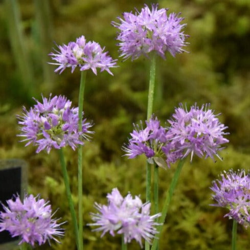 Buy Allium carolianum 'Rose Dream' Bulbs online UK