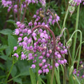 Buy Allium cernuum (Lady's Leek) Bulbs online UK