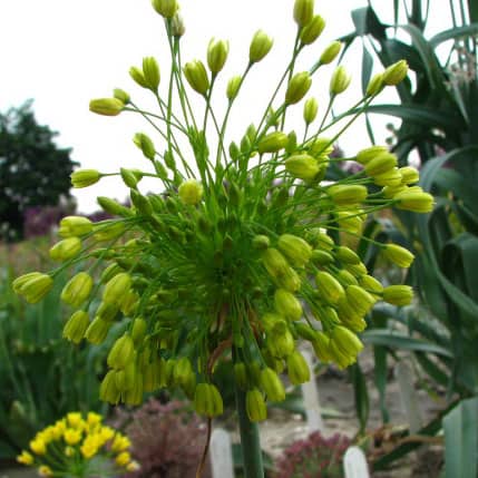 Buy Allium chloranthum 'Yellow Fantasy' Bulbs online UK