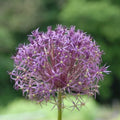 Buy Allium cristophii (Star of Persia) Bulbs online UK