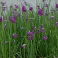 Buy Allium cyathophorum var farreri (Allium 'Farreri') Bulbs online UK