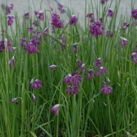 Buy Allium cyathophorum var farreri (Allium 'Farreri') Bulbs online UK