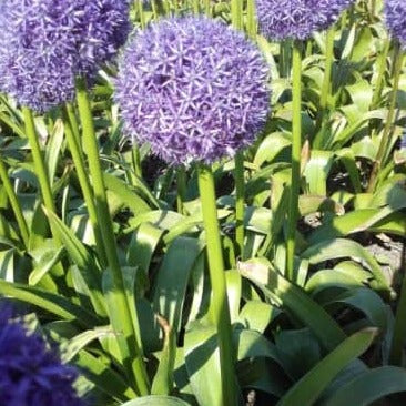 Buy Allium 'Dutchman' Bulbs online UK