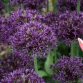 Buy Allium 'Firmament' Bulbs online UK