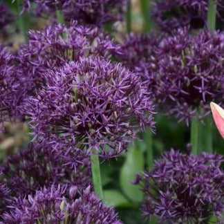 Buy Allium 'Firmament' Bulbs online UK