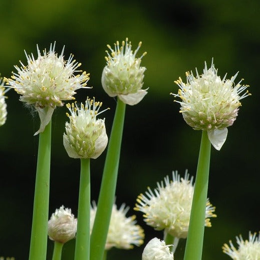 Buy Allium fistulosum (Welsh Onion) Bulbs online UK