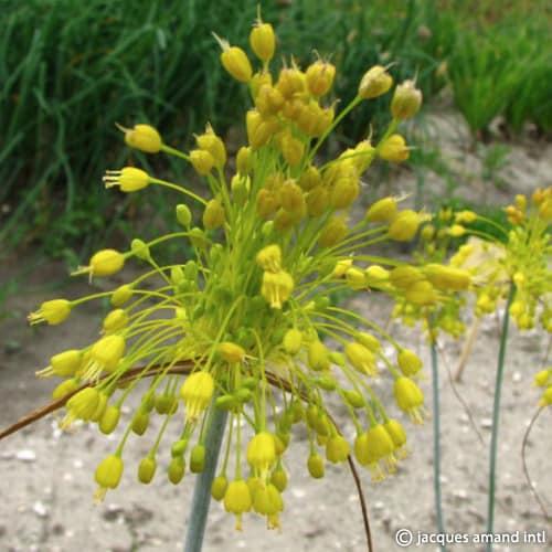 Buy Allium flavum (Yellow-flowered Garlic) Bulbs online UK