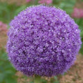 Buy Allium giganteum (Giant Onion) Bulbs online UK