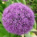 Buy Allium 'Gladiator' Bulbs online UK