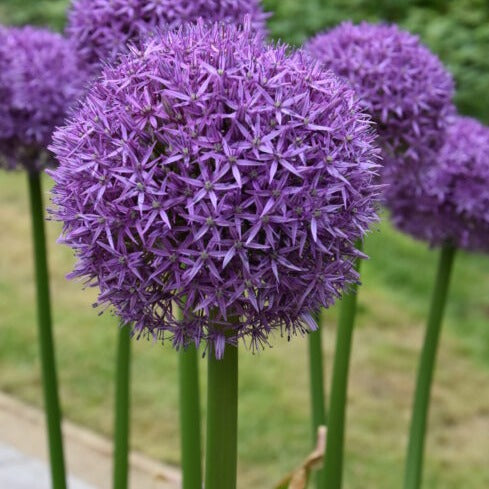 Buy Allium 'Globemaster' Bulbs online UK