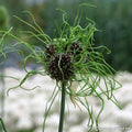 Buy Allium 'Hair' Bulbs online UK