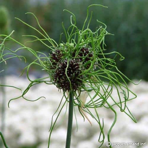 Buy Allium 'Hair' Bulbs online UK
