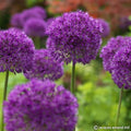 Buy Allium holandicum 'Purple Sensation' Bulbs online UK