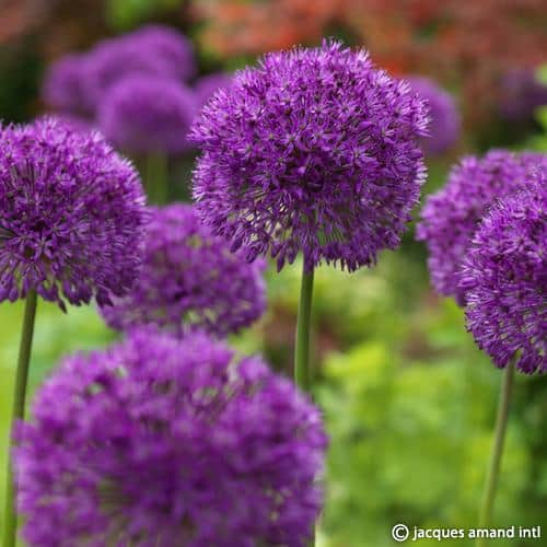 Buy Allium holandicum 'Purple Sensation' Bulbs online UK