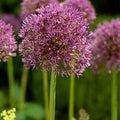 Buy Allium 'Jackpot' Bulbs online UK