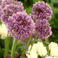 Buy Allium jesdianum 'Early Emperor' Bulbs online UK