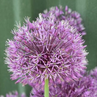 Buy Allium jesdianum 'Shing' Bulbs online UK