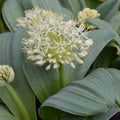 Buy Allium karataviense 'Ivory Queen' Bulbs online UK