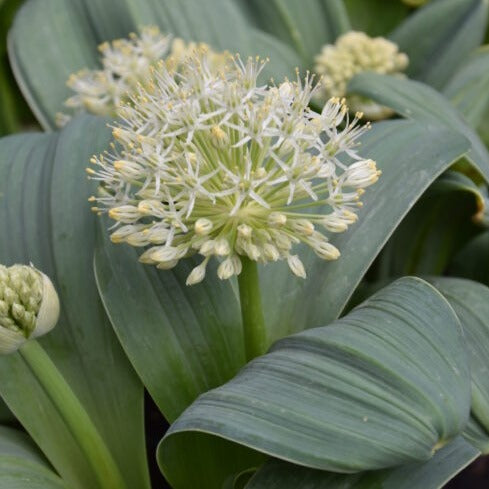 Buy Allium karataviense 'Ivory Queen' Bulbs online UK