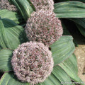 Buy Allium karataviense (Kara Tau Garlic) Bulbs online UK