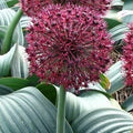 Buy Allium karataviense 'Red Giant' Bulbs online UK