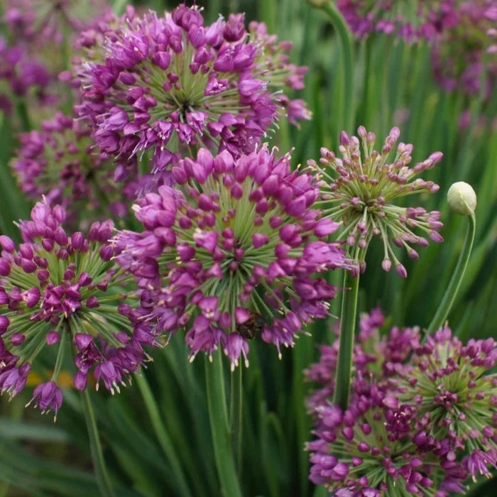 Buy Allium 'Lavender Bubbles' online UK