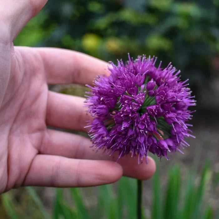 Buy Allium 'Lavender Bubbles' online UK