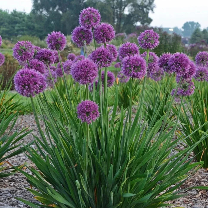 Buy Allium 'Lavender Bubbles' online UK