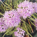 Buy Allium lusitanicum (Portuguese Alium) Bulbs online UK