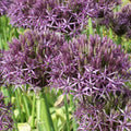 Buy Allium 'Metallic Shine' Bulbs online UK