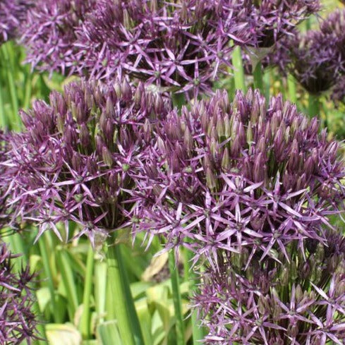 Buy Allium 'Metallic Shine' Bulbs online UK