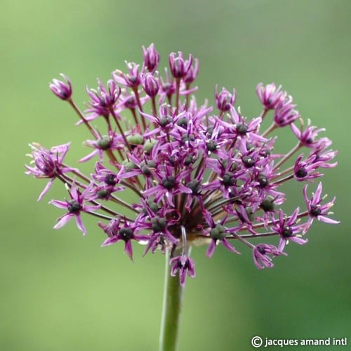 Buy Allium 'Miami' Bulbs online UK