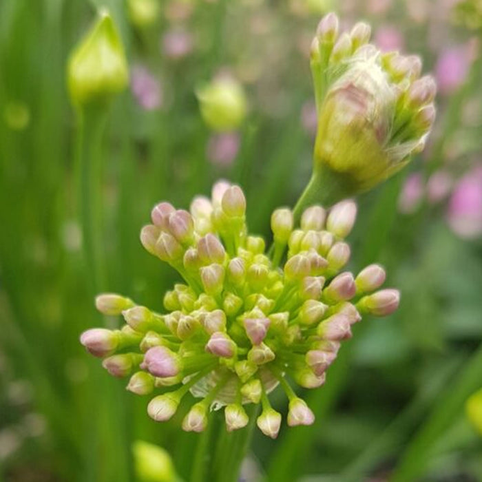 Buy Allium 'Millenium' Bulbs online UK