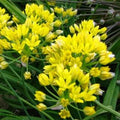 Buy Allium moly (Golden Garlic) Bulbs online UK