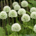 Buy Allium 'Mont Blanc' Bulbs online UK