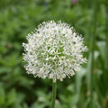 Buy Allium 'Mount Everest' Bulbs online UK