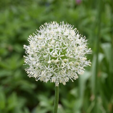 Buy Allium 'Mount Everest' Bulbs online UK