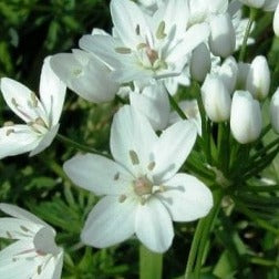 Buy Allium neapolitanum (Neopolitan Garlic) Bulbs online UK
